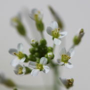 Die Blüten sind nur 2 mm groß. (Bild: W. Wohlers)