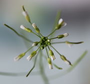 Ein Blütenstand von oben mit herabgesenkten Blüten. (Bild: W. Wohlers)