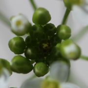 Zwischen den größeren Knospen kann man in der Mitte noch kleinere, tiefer stehende sehen. (Bild: W. Wohlers)