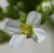 Der Pollen ist hellgelb. (Bild: W. Wohlers)