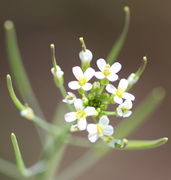 Blüten von oben mit den Schoten darunter. (Bild: W. Wohlers)