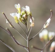 Nach der Blüte streckt sich der Trieb. (Bild: W. Wohlers, JKI)