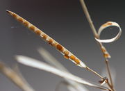 In der nur 1 cm langen Schote sitzen winzigen Samen. (Bild: W. Wohlers, JKI)