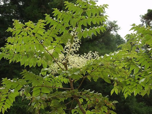 Aralia elata en fleur4081.jpg