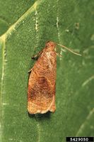 Archips rosana IPM5429050.jpg