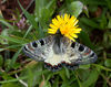 Falscher Apollo (Archon apollinus (Herbst, 1798))