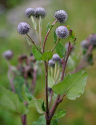 Kleine Klette: Pflanze – Enrico Blasutto, CC BY-SA 3.0