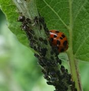 Die Blättläuse werden von Marienkäfern gefressen. Hier der Asiatische Marienkäfer Harmonia axyridis, während die Ameise die Läuse nur „melkt“, d.h. den Kot, Honigtau genannt, aufnimmt. (Bild: W. Wohlers)
