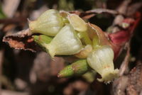 Arctostaphylos alpinus, Blüten