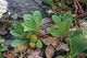 Arctostaphylos alpinus, mit junger Frucht