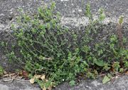 Eine Pflanze an einem 10 cm hohen Bordstein Anfang Mai. (Bild: W. Wohlers)