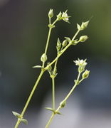 Typisch die Verzweigung: Neben einer Blüte zwei neue Stängel. (Bild: W. Wohlers, JKI)