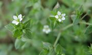 Die weißen Blüten sind 3 bis 4 mm groß. (Bild: Arno Littmann, JKI)