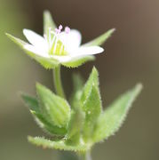 Eine Blüte und Knospen der neuen Triebe entsprießen einem Blattpaar. (Bild: W. Wohlers)