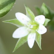 Auf den aufgeplatzten lila Antheren sind die weißen Pollen zu erkennen. (Bild: W. Wohlers, JKI)