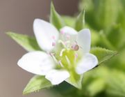 Der Pollen wird hier offensichtlich von einem Springschwanz, ein Collembole aus der Familie der Sminthuridae Kugelspringer, verzehrt. (Bild: W. Wohlers, JKI)