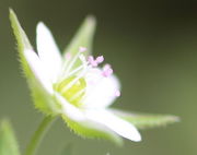 Die Kapsel ist früh in der Blüte zu erkennen. (Bild: W. Wohlers)