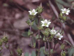 Quendel-Sandkraut: Blüte – Fornax, CC BY-SA 3.0