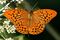 auffällige groben Scheckungen (Kaisermantel, Argynnis paphia)