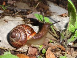 Gefleckte Schnirkelschnecke: Alttier (adult) - AfroBrazilian, CC BY-SA 3.0