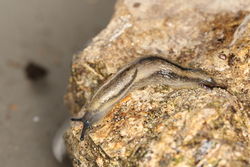 Gemeine Wegschnecke: Alttier (adult) - Donald Hobern, CC BY 2.0