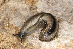 Gemeine Wegschnecke: Alttier (adult) - Donald Hobern, CC BY 2.0