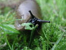 Arion lusitanicus eating.jpg