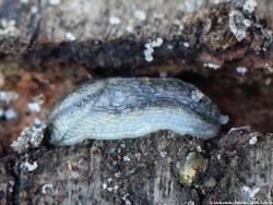 Wald-Wegschnecke: Alttier (adult) - AfroBrazilian, CC BY-SA 4.0