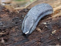 Wald-Wegschnecke: Alttier (adult) - AfroBrazilian, CC BY-SA 4.0