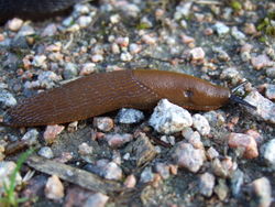 Spanische Wegschnecke: Alttier (adult) - Aiwok, CC BY-SA 3.0