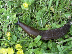 Spanische Wegschnecke - Xauxa, Håkan Svensson, CC BY-SA 3.0