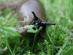 Spanische Wegschnecke frisst Klee - Xauxa, Håkan Svensson, CC BY-SA 3.0