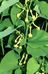 Aristolochia clematitis 1-44-2-6-2.jpg