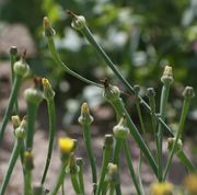 Knospen und Blüten des Lämmersalats. (Bild: W. Wohlers, JKI)