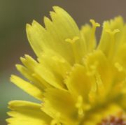 Die Narben sind gelb mit zwei kurzen Ästen. (Bild: W. Wohlers)