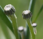 Knospen des Lämmersalats. (Bild: W. Wohlers, JKI)