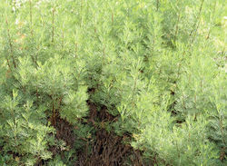 alt=Description de l'image Artemisia abrotanum - plants (aka).jpg.