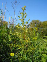 Artemisia annua JuliaKruse.jpg