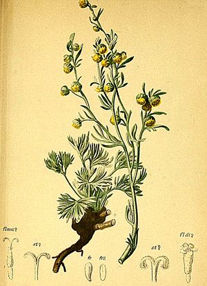 Artemisia mutellina Atlas Alpenflora.jpg
