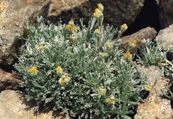 alt=Description of Artemisia umbelliformis.jpg picture.