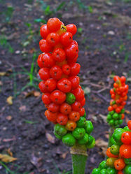 Gefleckter Aronstab: Frucht – H. Zell, CC BY-SA 3.0