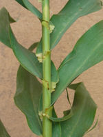 Arundo donax CBMen 2.jpg