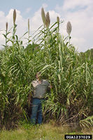 Arundo donax IPM1237029.jpg