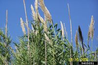 Arundo donax IPM5405051.jpg