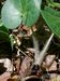 Asarum-europaeum-europaeum Biel-1 BIB.jpg