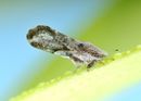 Asian citrus psyllid wikimedia cropped.jpg