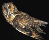 Long-eared Owl (Asio otus)