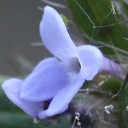 Acker-Meier - Asperula arvensis  (Bild: W. Wohlers, JKI)