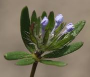 Ein Blütenstand mit zwei Knospen zu Seitentrieben darunter. (Bild: W. Wohlers, JKI)