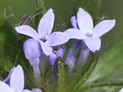 Die Blüten sind ca 5 mm groß. (Bild: W. Wohlers, JKI)